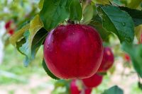 Dla par bez języka Niemcy praca sezonowa przy zbiorach jabłek od zaraz w Hamburgu