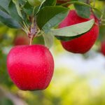 Bez znajomości języka Anglia praca sezonowa przy zbiorach jabłek od zaraz w Salisbury