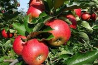 Od zaraz Szwecja praca sezonowa bez języka zbiory i pakowanie jabłek Kvik