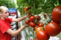 Przy zbiorach pomidorów od zaraz sezonowa praca Niemcy bez języka Schkölen