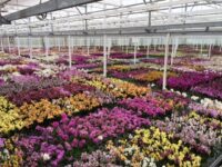Ogrodnictwo praca Holandia od zaraz przy kwiatach w szklarni, Etten-Leur