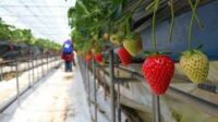 Bez znajomości języka oferta pracy w Holandii zbiory truskawek od zaraz 2022