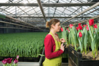 Dronten, Holandia praca od zaraz w ogrodnictwie przy kwiatach-tulipanach