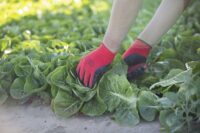 Sezonowa praca w Niemczech sadzenie i zbiór warzyw od czerwca 2022 w Cappeln