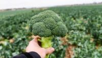 Dam sezonową pracę w Holandii zbiory-ścinanie brokułów w Etten-Leur