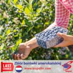 Sezonowa praca Holandia dla studentów na wakacje 2022 – zbiór borówki w Roggel