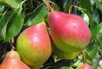 Oferta pracy w Holandii zbiory jabłek, gruszek bez znajomości języka 2022 Dronten