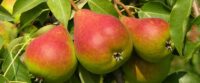 Sezonowa praca w Holandii zbiory jabłek-gruszek od sierpnia 2022 w Goes, Houten, Dronten