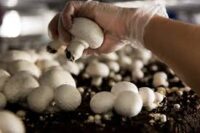 Oferta sezonowej pracy w Szwecji 2022 zbiory grzybów bez języka Falun