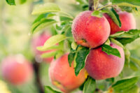 Od zaraz sezonowa praca w Niemczech zbiory jabłek bez języka Drochtersen