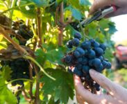 Od zaraz Holandia praca sezonowa przy zbiorach winogron bez języka w Horst