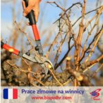 Prace zimowe na winnicy – Francja praca sezonowa, Sancerre 2022