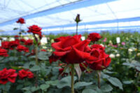 Ogrodnictwo praca w Holandii od zaraz w szklarni przy kwiatach-różach, Dronten