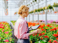 Dla par sezonowa praca Dania przy kwiatach bez języka w ogrodnictwie 2023
