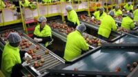 Fizyczna praca w Holandii bez wiekówki dla par przy sortowaniu owoców i warzyw, Haga