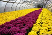 Ogrodnictwo Holandia praca w szklarni przy kwiatach od zaraz, Zaltbommel