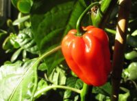 Bez języka Anglia praca sezonowa przy zbiorach pomidorów, papryki i ogórków od zaraz Cambridge