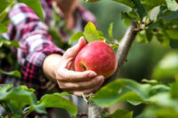 Bez języka oferta sezonowej pracy w Anglii zbiory jabłek i gruszek od zaraz Exeter