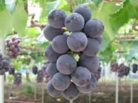 Zbiory winogron bez języka oferta sezonowej pracy w Norwegii od zaraz Lillehammer