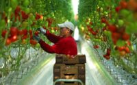 Holandia praca sezonowa bez języka przy zbiorach pomidorów od zaraz Beek en Donk