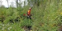 Bez języka oferta fizycznej pracy w Szwecji leśnictwo od zaraz 2024 Växjö