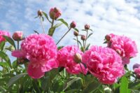 Cięcie piwonii praca w Holandii bez języka przy kwiatach od zaraz w ogrodnictwie 2024